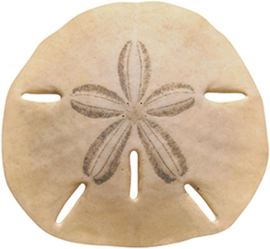 SAND DOLLAR ACCENTS