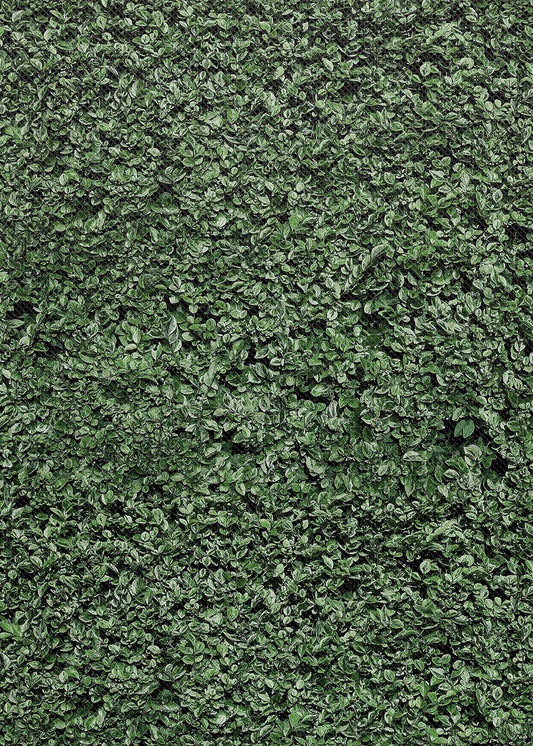 BOXWOOD BETTER THAN PAPER